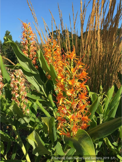 Perennials ~ Hedychium coccinea 'Tara' ~ Dancing Oaks Nursery and Gardens ~ Retail Nursery ~ Mail Order Nursery
