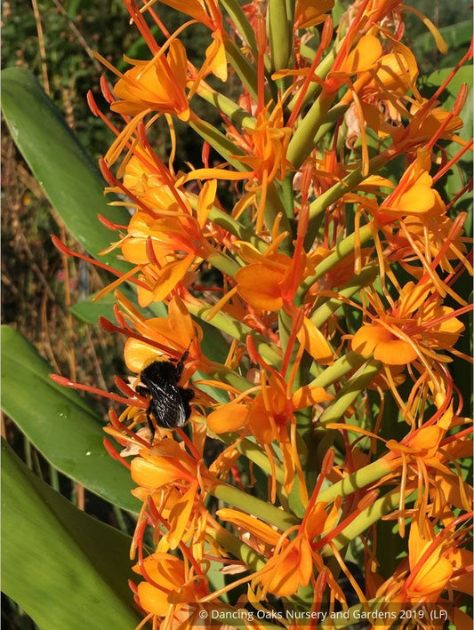 Perennials ~ Hedychium coccinea 'Tara' ~ Dancing Oaks Nursery and Gardens ~ Retail Nursery ~ Mail Order Nursery