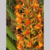 Perennials ~ Hedychium coccinea 'Tara' ~ Dancing Oaks Nursery and Gardens ~ Retail Nursery ~ Mail Order Nursery