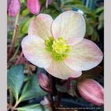 Perennials ~ Helleborus x ballardiae 'Pink Frost', Lenten Rose, Hellebore ~ Dancing Oaks Nursery and Gardens ~ Retail Nursery ~ Mail Order Nursery