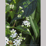 Trees ~ Heptacodium miconioides, Seven-son flower ~ Dancing Oaks Nursery and Gardens ~ Retail Nursery ~ Mail Order Nursery