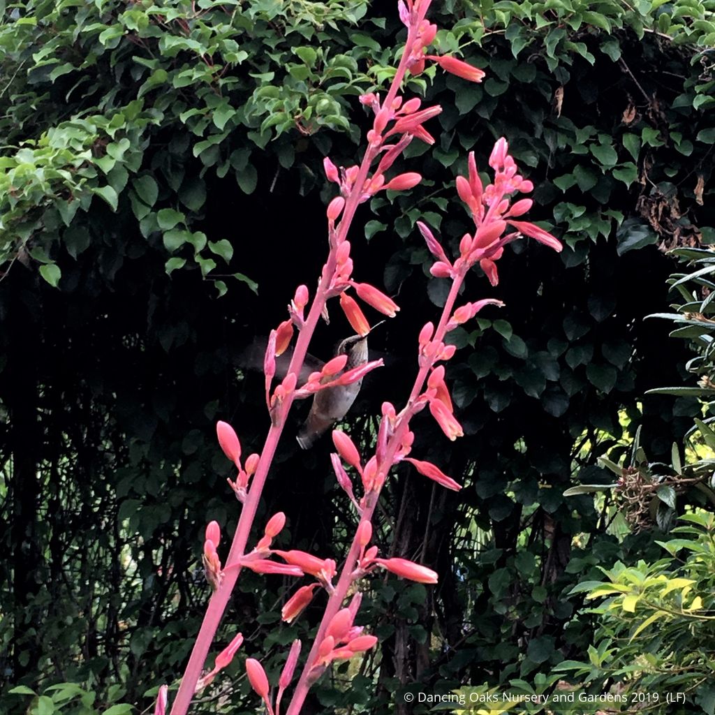 Perennials ~ Hesperaloe parviflora, Red False Agave or Red Yucca ~ Dancing Oaks Nursery and Gardens ~ Retail Nursery ~ Mail Order Nursery