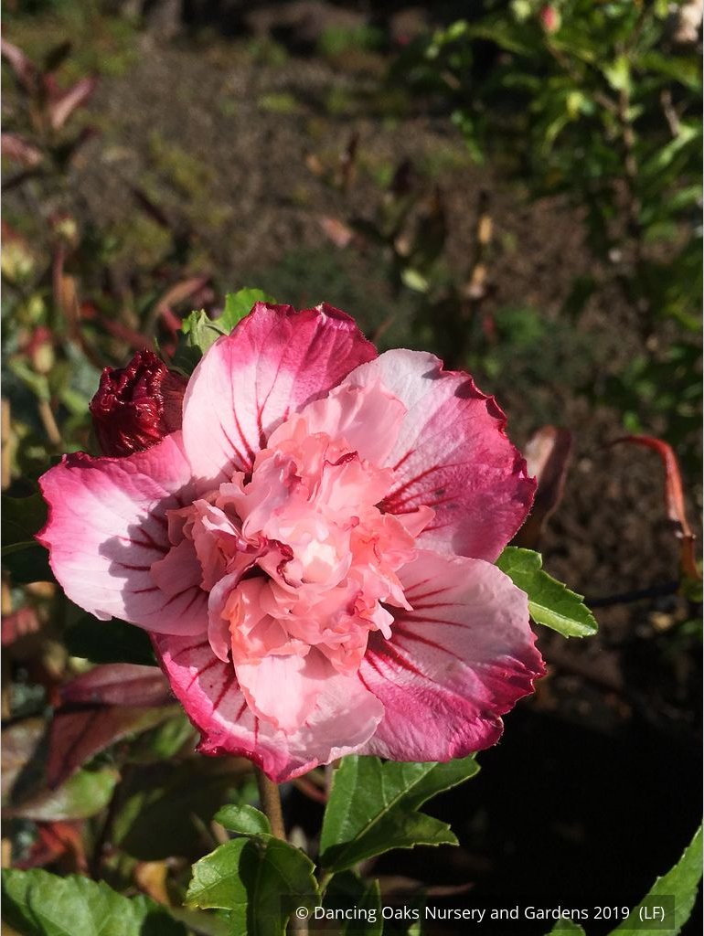 Shrubs ~ Hibiscus syriacus 'Danica', Shrub Hibiscus, Rose of Sharon ~ Dancing Oaks Nursery and Gardens ~ Retail Nursery ~ Mail Order Nursery