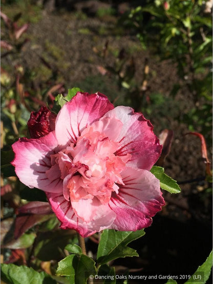 Shrubs ~ Hibiscus syriacus 'Danica', Shrub Hibiscus, Rose of Sharon ~ Dancing Oaks Nursery and Gardens ~ Retail Nursery ~ Mail Order Nursery