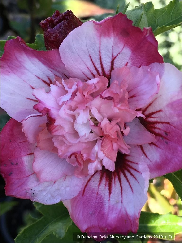 Shrubs ~ Hibiscus syriacus 'Danica', Shrub Hibiscus, Rose of Sharon ~ Dancing Oaks Nursery and Gardens ~ Retail Nursery ~ Mail Order Nursery