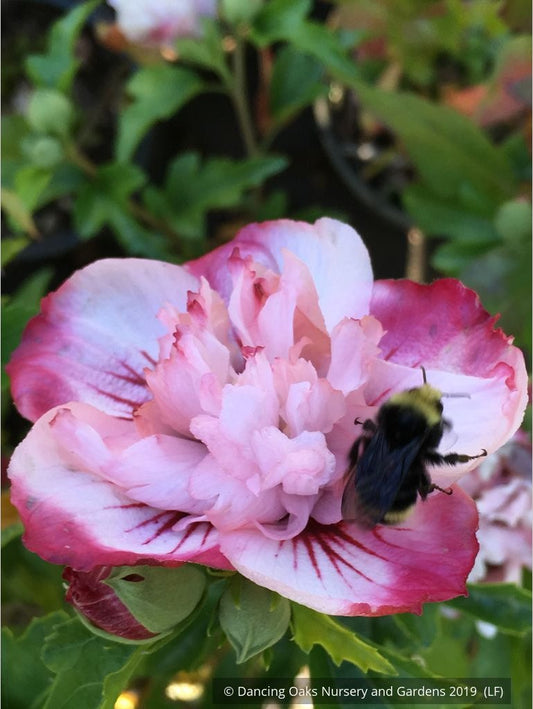 Shrubs ~ Hibiscus syriacus 'Danica', Shrub Hibiscus, Rose of Sharon ~ Dancing Oaks Nursery and Gardens ~ Retail Nursery ~ Mail Order Nursery