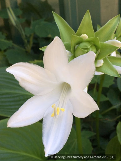 Perennials ~ Hosta plantaginea var grandiflora, Plantain Lily ~ Dancing Oaks Nursery and Gardens ~ Retail Nursery ~ Mail Order Nursery