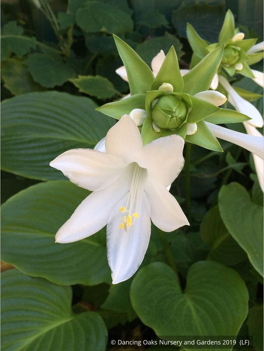 Perennials ~ Hosta plantaginea var grandiflora, Plantain Lily ~ Dancing Oaks Nursery and Gardens ~ Retail Nursery ~ Mail Order Nursery