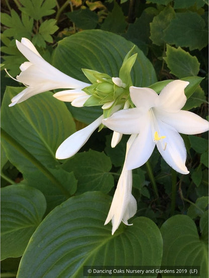Perennials ~ Hosta plantaginea var grandiflora, Plantain Lily ~ Dancing Oaks Nursery and Gardens ~ Retail Nursery ~ Mail Order Nursery