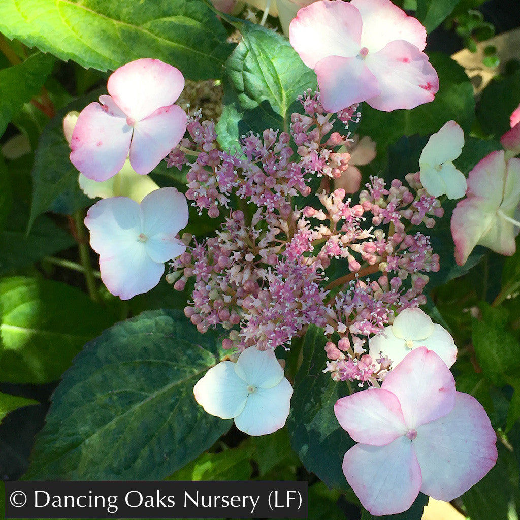 Shrubs ~ Hydrangea serrata 'Omacha Nishiki', Variegated Hydrangea ~ Dancing Oaks Nursery and Gardens ~ Retail Nursery ~ Mail Order Nursery