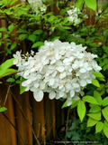 Shrubs ~ Hydrangea paniculata 'Phantom' ~ Dancing Oaks Nursery and Gardens ~ Retail Nursery ~ Mail Order Nursery