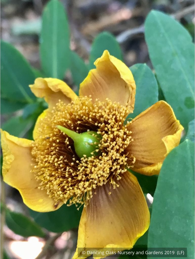 Shrubs ~ Hypericum frondosum 'Sunburst', Sunburst St. Johnswort ~ Dancing Oaks Nursery and Gardens ~ Retail Nursery ~ Mail Order Nursery