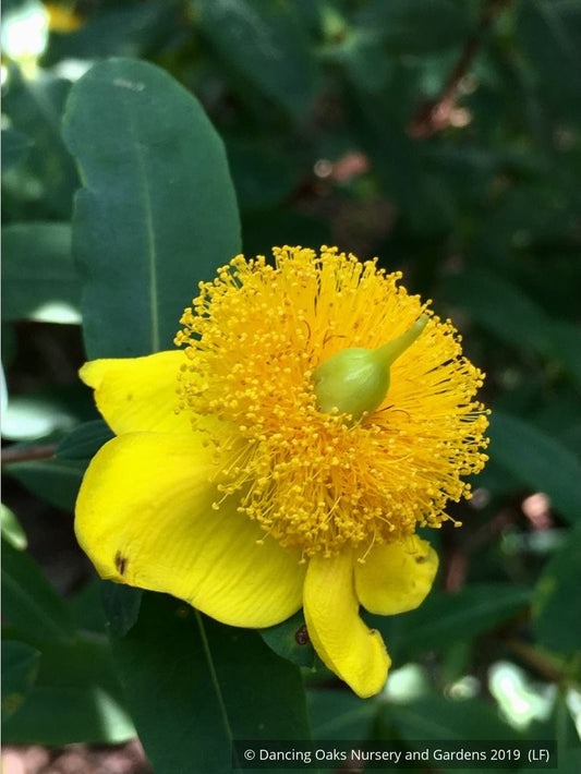 Shrubs ~ Hypericum frondosum 'Sunburst', Sunburst St. Johnswort ~ Dancing Oaks Nursery and Gardens ~ Retail Nursery ~ Mail Order Nursery