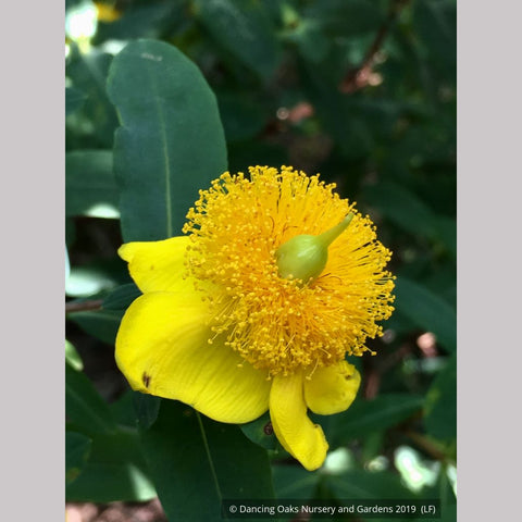 Shrubs ~ Hypericum frondosum 'Sunburst', Sunburst St. Johnswort ~ Dancing Oaks Nursery and Gardens ~ Retail Nursery ~ Mail Order Nursery