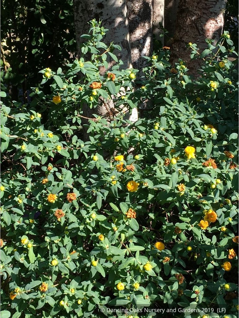 Shrubs ~ Hypericum frondosum 'Sunburst', Sunburst St. Johnswort ~ Dancing Oaks Nursery and Gardens ~ Retail Nursery ~ Mail Order Nursery