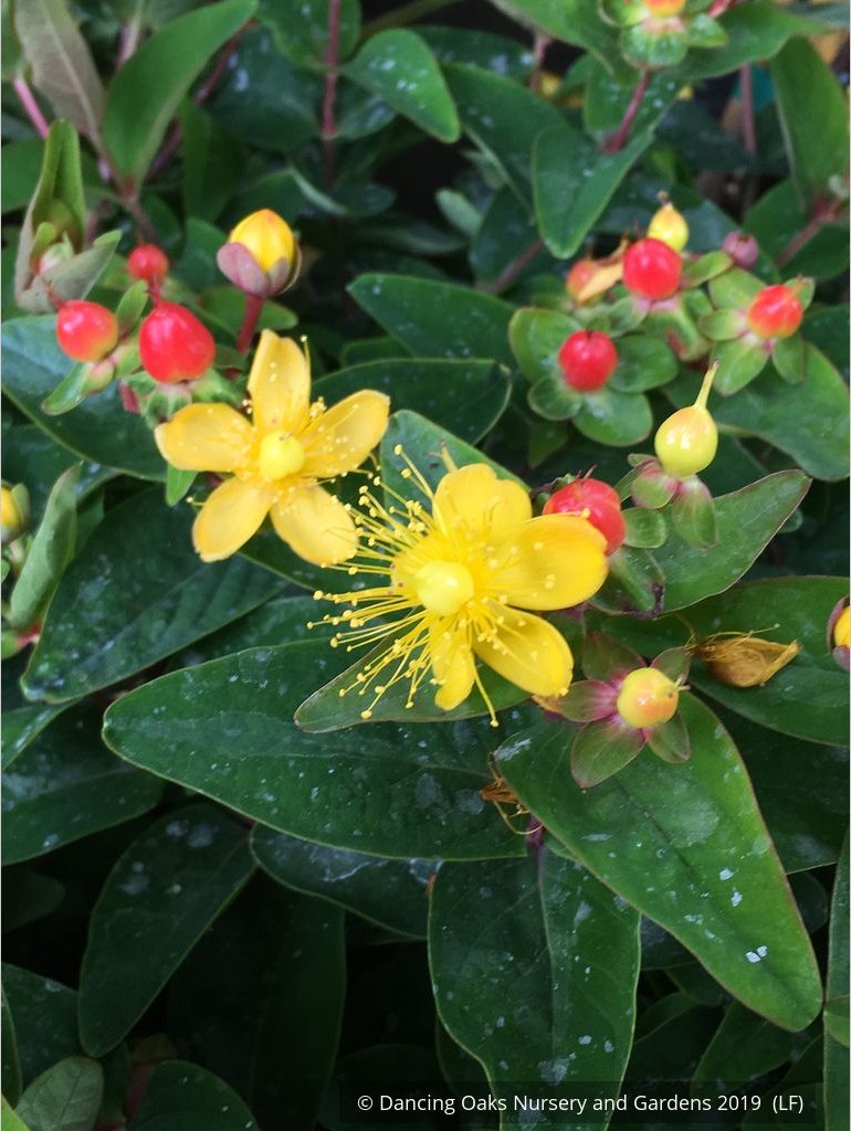 Shrubs ~ Hypericum x inodorum 'Magical Triumph', Magical Triumph St. John's Wort ~ Dancing Oaks Nursery and Gardens ~ Retail Nursery ~ Mail Order Nursery