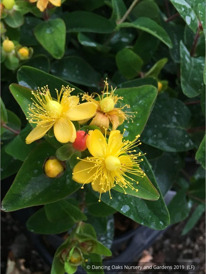 Shrubs ~ Hypericum x inodorum 'Magical Triumph', Magical Triumph St. John's Wort ~ Dancing Oaks Nursery and Gardens ~ Retail Nursery ~ Mail Order Nursery
