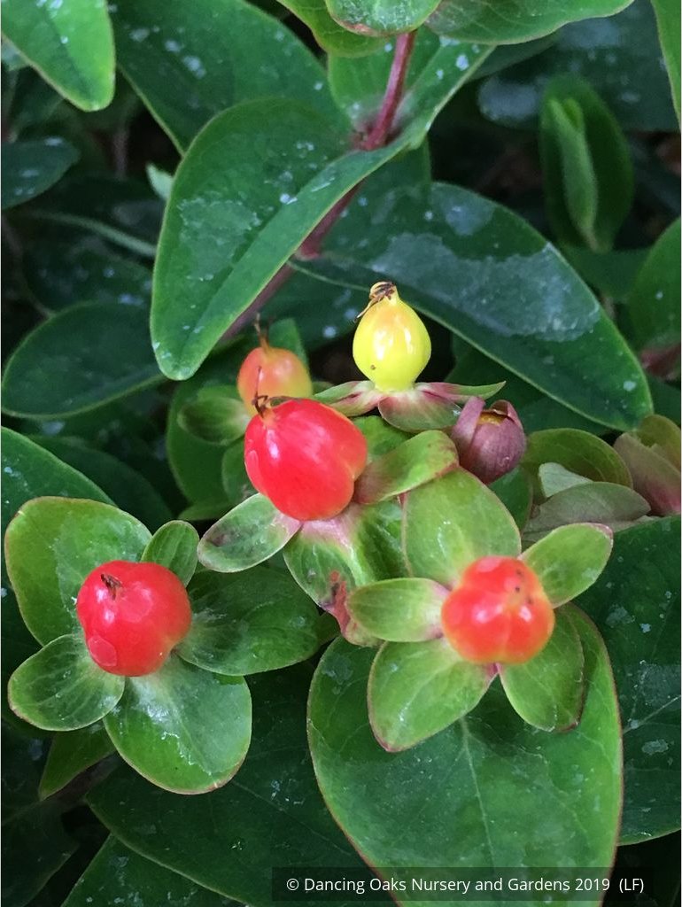 Shrubs ~ Hypericum x inodorum 'Magical Triumph', Magical Triumph St. John's Wort ~ Dancing Oaks Nursery and Gardens ~ Retail Nursery ~ Mail Order Nursery