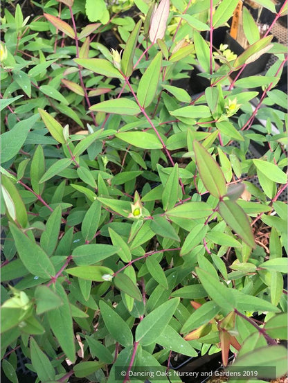 Shrubs ~ Hypericum henryi ssp. uraloides, Shrubby St John's Wort ~ Dancing Oaks Nursery and Gardens ~ Retail Nursery ~ Mail Order Nursery