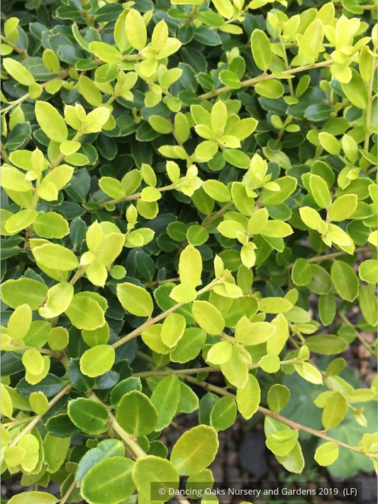 Shrubs ~ Ilex crenata 'Lemon Gem', Japanese Holly ~ Dancing Oaks Nursery and Gardens ~ Retail Nursery ~ Mail Order Nursery