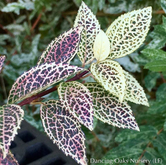 Shrubs ~ Forsythia koreana 'Kumson' ~ Dancing Oaks Nursery and Gardens ~ Retail Nursery ~ Mail Order Nursery