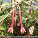 Shrubs ~ Fuchsia fulgens 'Variegata', Variegated Brilliant Fuchsia ~ Dancing Oaks Nursery and Gardens ~ Retail Nursery ~ Mail Order Nursery