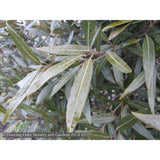 Trees ~ Quercus hypoleucoides, Silverleaf Oak ~ Dancing Oaks Nursery and Gardens ~ Retail Nursery ~ Mail Order Nursery