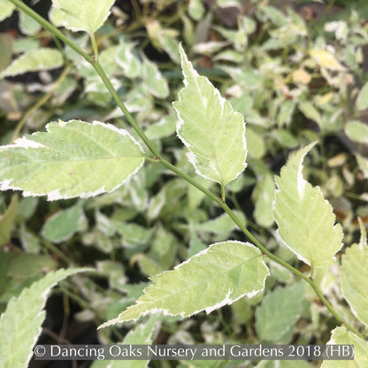 Shrubs ~ Kerria japonica 'Variegata', Variegated Japanese Kerria ~ Dancing Oaks Nursery and Gardens ~ Retail Nursery ~ Mail Order Nursery