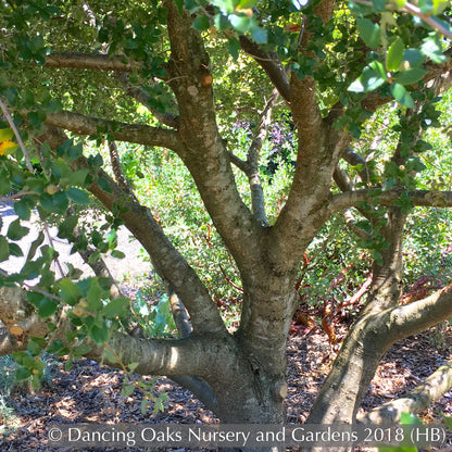 Shrubs ~ Quercus x wislizenii, Hybrid Interior Live Oak ~ Dancing Oaks Nursery and Gardens ~ Retail Nursery ~ Mail Order Nursery
