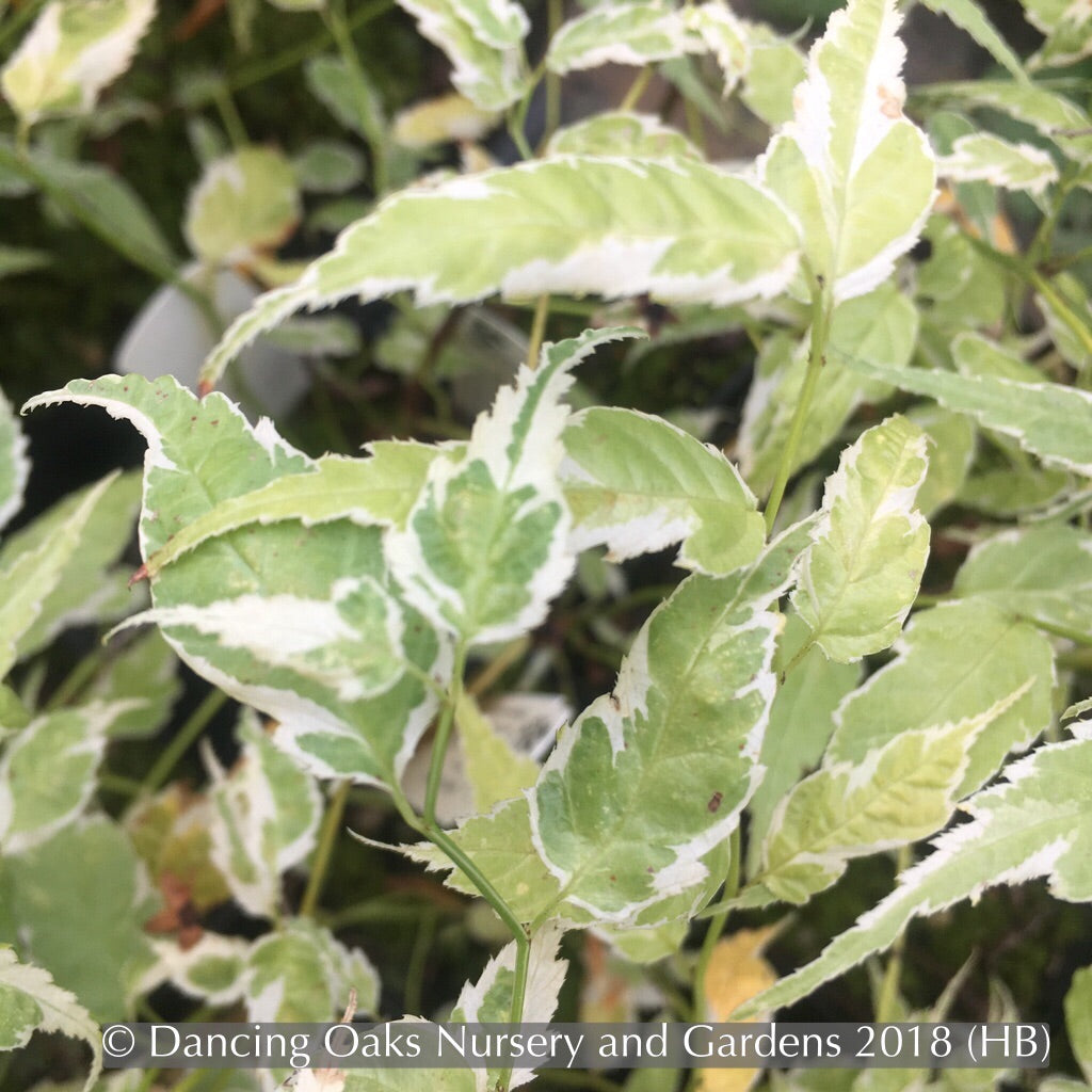 Shrubs ~ Kerria japonica 'Variegata', Variegated Japanese Kerria ~ Dancing Oaks Nursery and Gardens ~ Retail Nursery ~ Mail Order Nursery