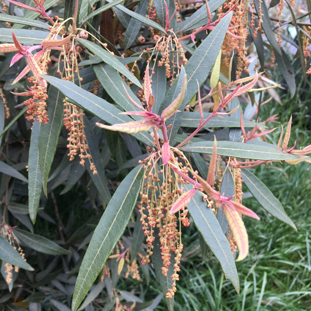 Trees ~ Quercus hypoleucoides, Silverleaf Oak ~ Dancing Oaks Nursery and Gardens ~ Retail Nursery ~ Mail Order Nursery