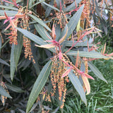 Trees ~ Quercus hypoleucoides, Silverleaf Oak ~ Dancing Oaks Nursery and Gardens ~ Retail Nursery ~ Mail Order Nursery