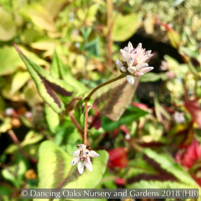 Perennials ~ Persicaria microcephala 'Purple Fantasy', Fleeceflower, Floating Arrows ~ Dancing Oaks Nursery and Gardens ~ Retail Nursery ~ Mail Order Nursery
