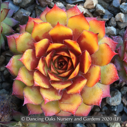 Perennials ~ Sempervivum 'Gold Nugget', Hen & Chicks ~ Dancing Oaks Nursery and Gardens ~ Retail Nursery ~ Mail Order Nursery