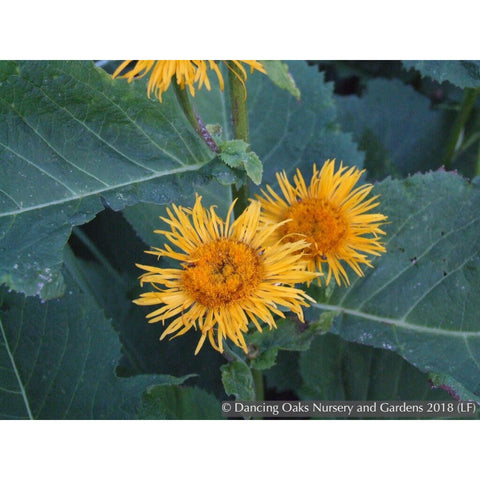 Perennials ~ Telekia speciosa (syn. Buphthalum speciosa), Heartleaf Oxeye Daisy ~ Dancing Oaks Nursery and Gardens ~ Retail Nursery ~ Mail Order Nursery