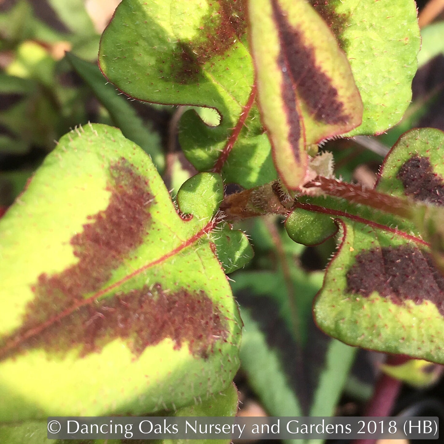 Perennials ~ Persicaria microcephala 'Purple Fantasy', Fleeceflower, Floating Arrows ~ Dancing Oaks Nursery and Gardens ~ Retail Nursery ~ Mail Order Nursery