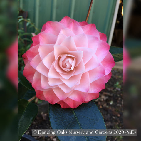 Shrubs ~ Camellia japonica 'Nuccio's Pearl' ~ Dancing Oaks Nursery and Gardens ~ Retail Nursery ~ Mail Order Nursery