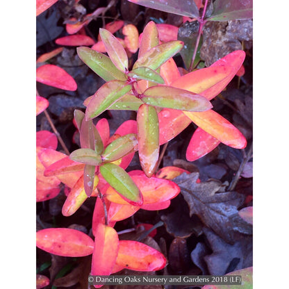 Shrubs ~ Hypericum 'Hidcote', St. John's Wort ~ Dancing Oaks Nursery and Gardens ~ Retail Nursery ~ Mail Order Nursery