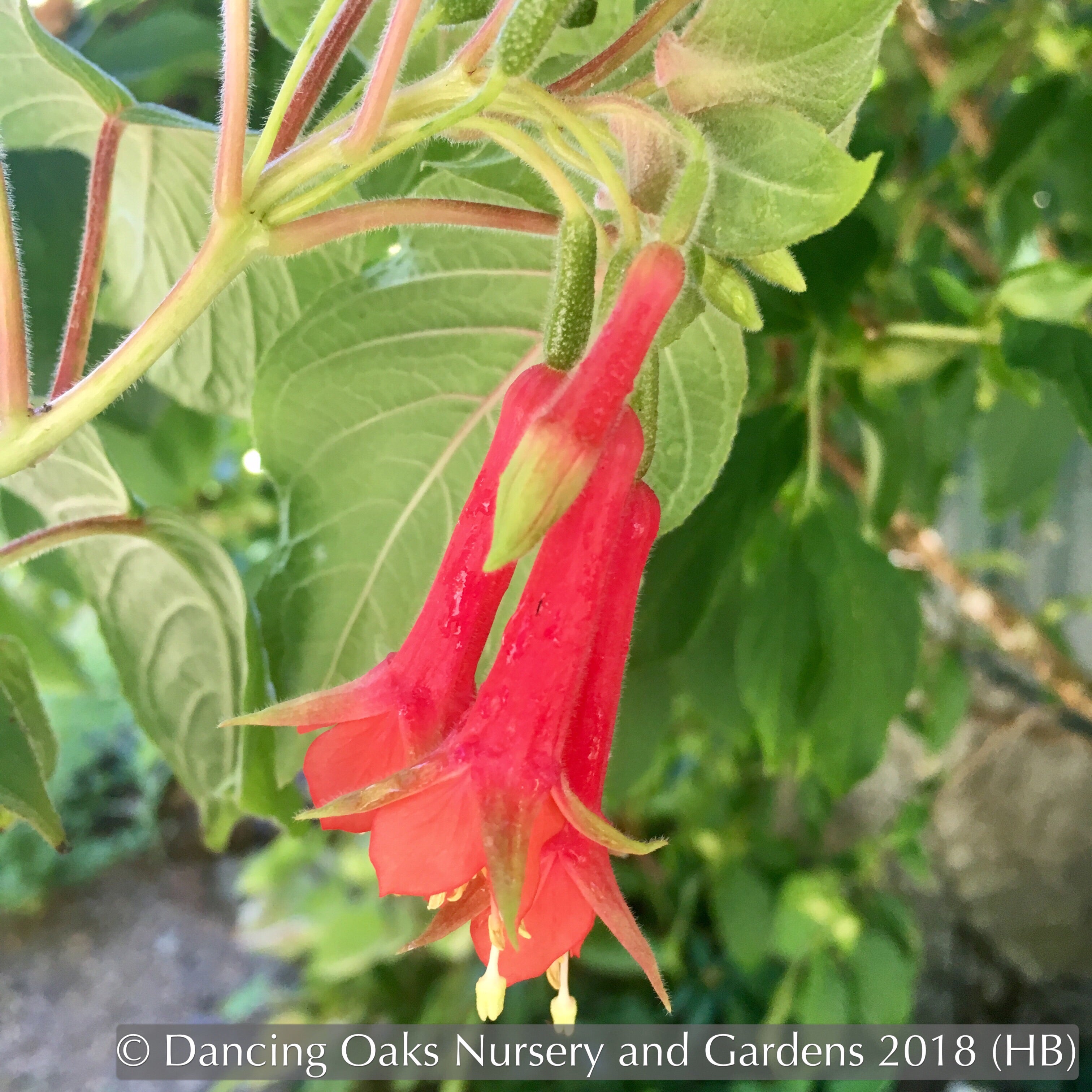 Fuchsia 'Speciosa', Hardy Fuchsia – Dancing Oaks Nursery and Gardens