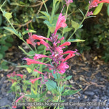 Perennials ~ Agastache 'Sunrise Red', Mexican Hyssop ~ Dancing Oaks Nursery and Gardens ~ Retail Nursery ~ Mail Order Nursery