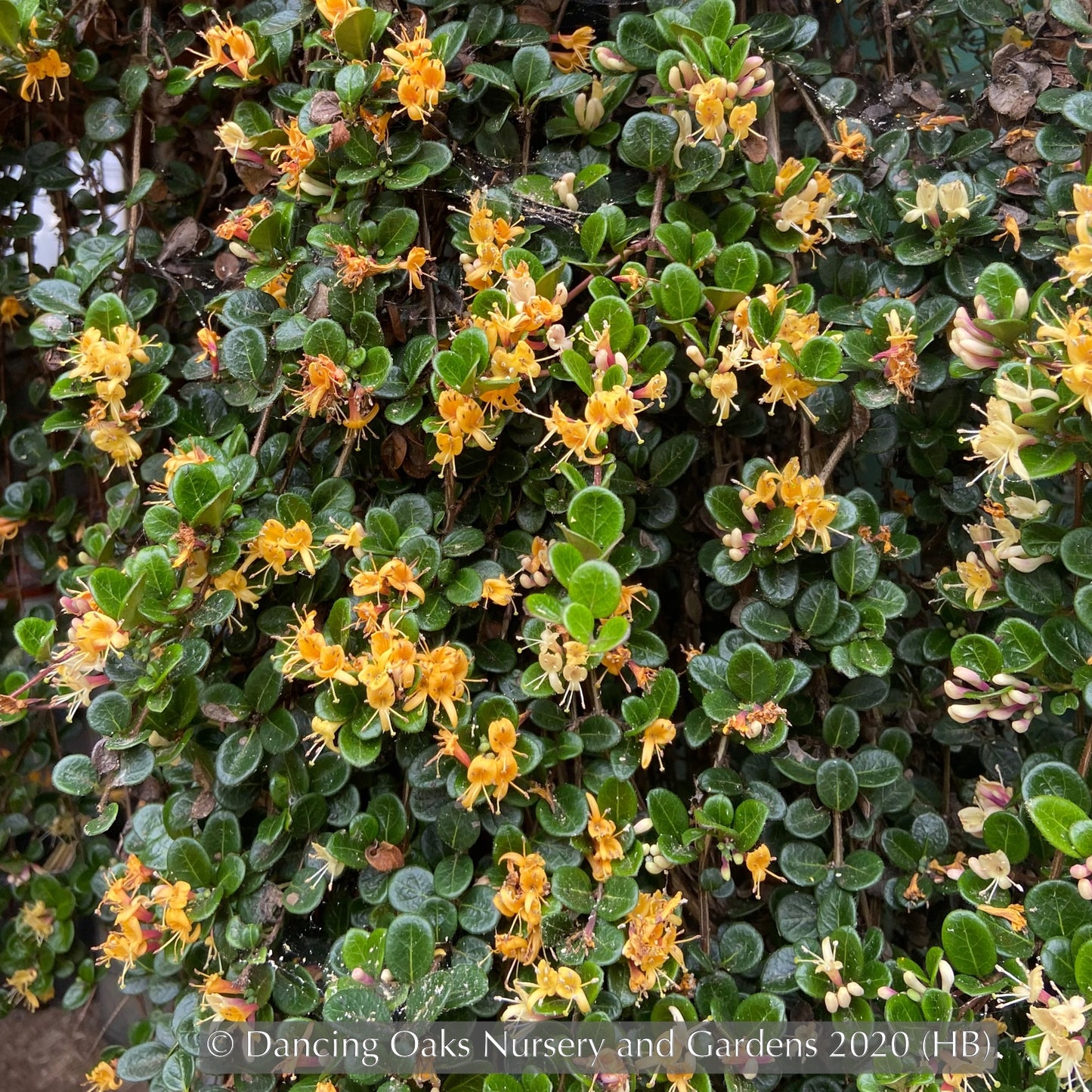 Ground Covers ~ Lonicera crassifolia, Evergreen Honeysuckle ~ Dancing Oaks Nursery and Gardens ~ Retail Nursery ~ Mail Order Nursery
