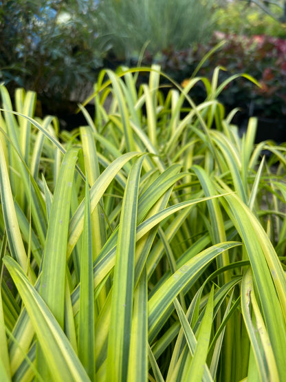 Grasses ~ Acorus gramineus 'Ogon', Variegated Sweet Flag ~ Dancing Oaks Nursery and Gardens ~ Retail Nursery ~ Mail Order Nursery