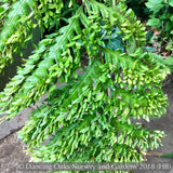 Ferns ~ Woodwardia orientalis, Oriental Chain Fern ~ Dancing Oaks Nursery and Gardens ~ Retail Nursery ~ Mail Order Nursery