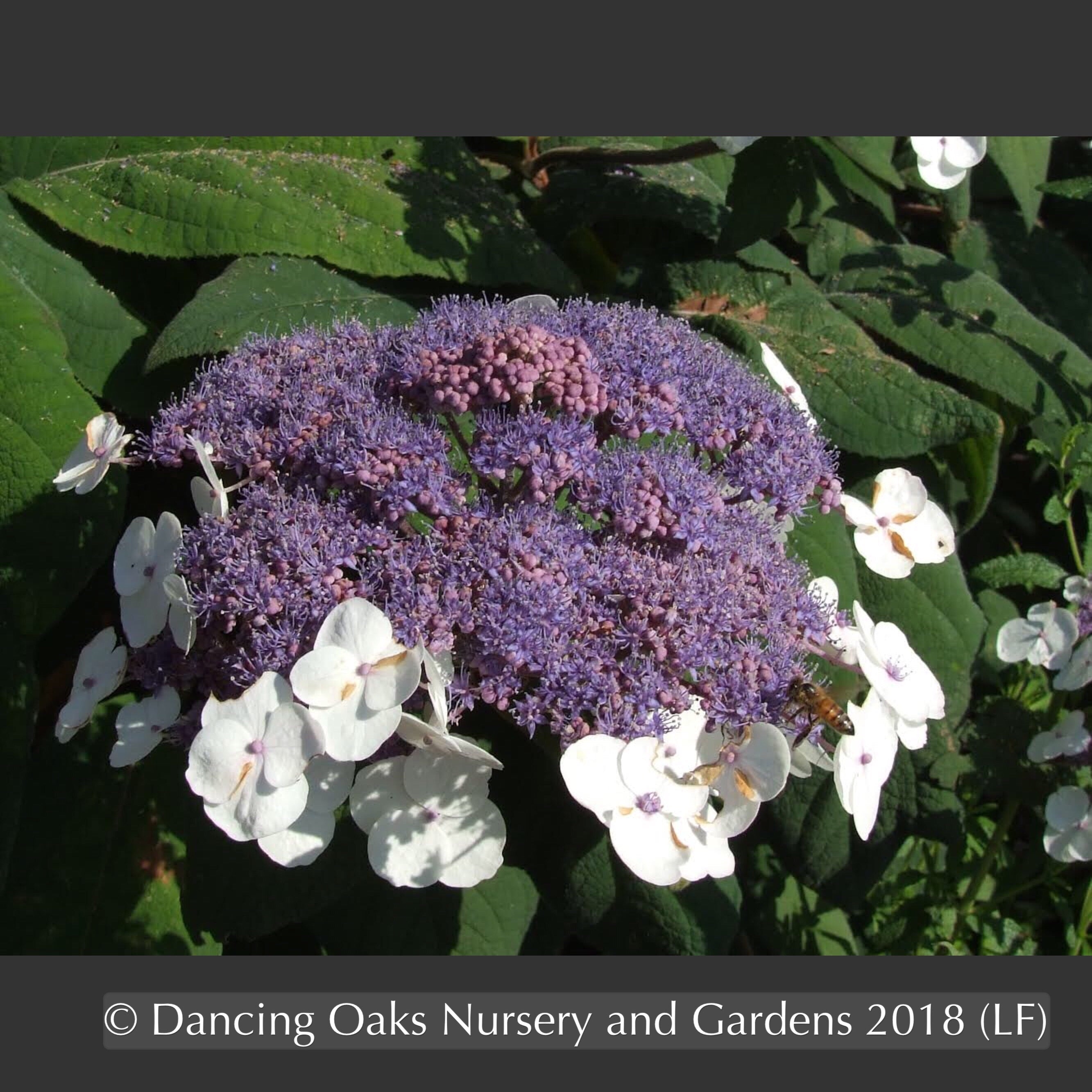Hydrangea aspera ssp sargentiana, Lacecap Hydrangea – Dancing Oaks
