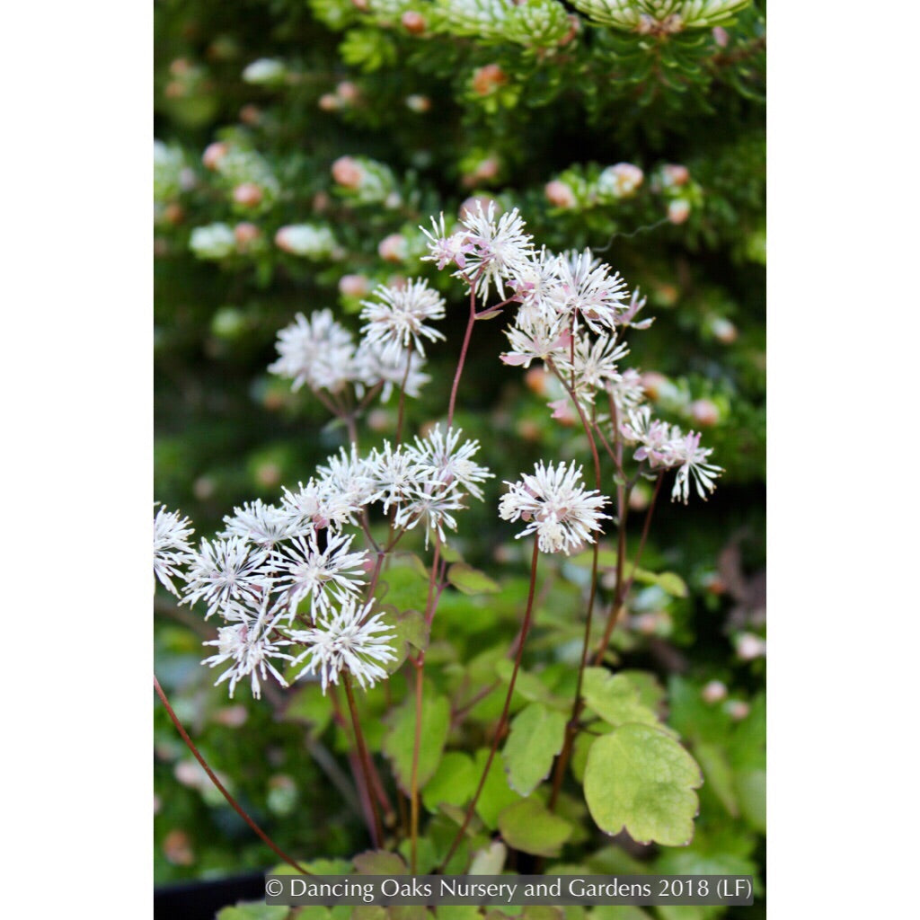 Perennials ~ Thalictrum filamentosum, Meadow Rue ~ Dancing Oaks Nursery and Gardens ~ Retail Nursery ~ Mail Order Nursery