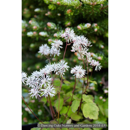 Perennials ~ Thalictrum filamentosum, Meadow Rue ~ Dancing Oaks Nursery and Gardens ~ Retail Nursery ~ Mail Order Nursery