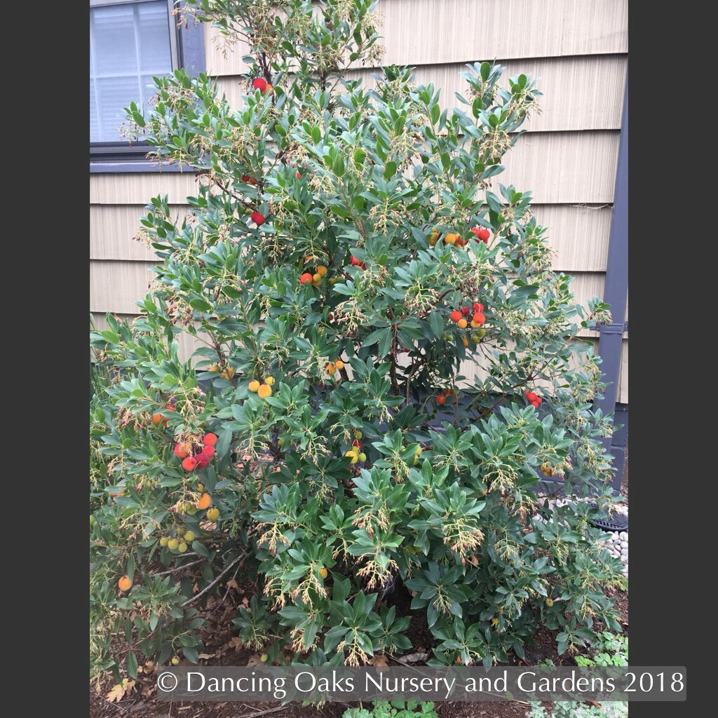 Shrubs ~ Arbutus unedo 'Oktoberfest', Strawberry Tree ~ Dancing Oaks Nursery and Gardens ~ Retail Nursery ~ Mail Order Nursery