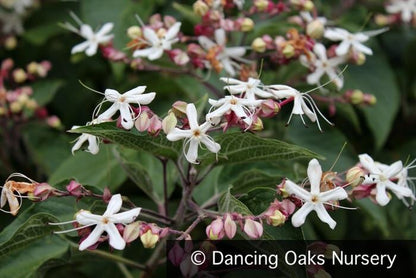 Trees ~ Clerodendrum trichotomum 'Carnival', Variegated Glory Bower ~ Dancing Oaks Nursery and Gardens ~ Retail Nursery ~ Mail Order Nursery