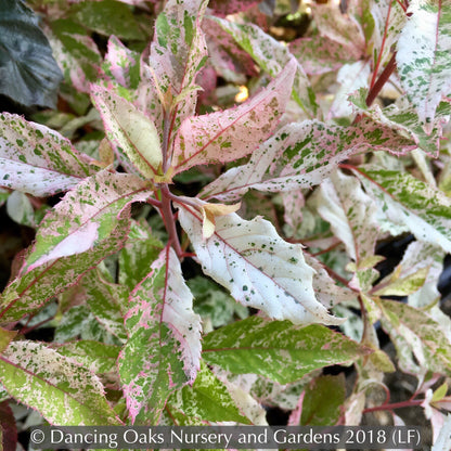 Shrubs ~ Clethra barbinervis 'Takeda Nishiki ~ Dancing Oaks Nursery and Gardens ~ Retail Nursery ~ Mail Order Nursery