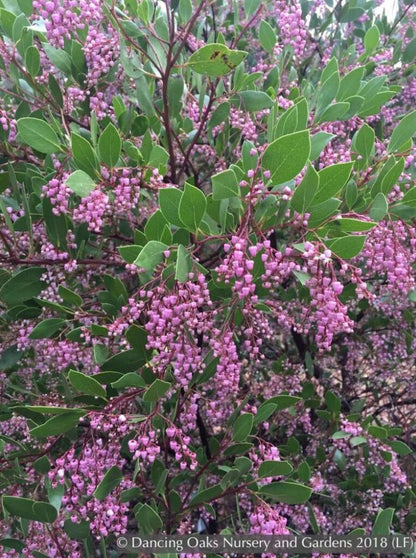 Shrubs ~ Arctostaphylos x 'Sonoma', Manzanita ~ Dancing Oaks Nursery and Gardens ~ Retail Nursery ~ Mail Order Nursery